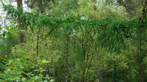 Jugendferienheim Sprötze, das Gelände ist an 3 Seiten von Wald umgeben